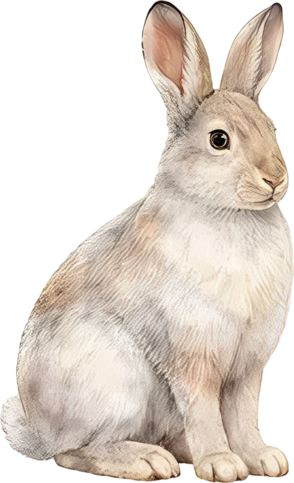 Mountain Cottontail Rabbit - Animals DTF Transfers
