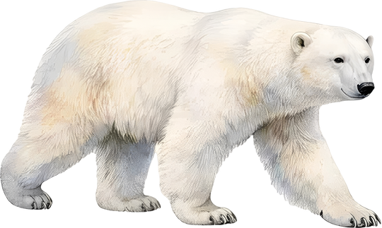 Polar Bear - Animals DTF Transfers