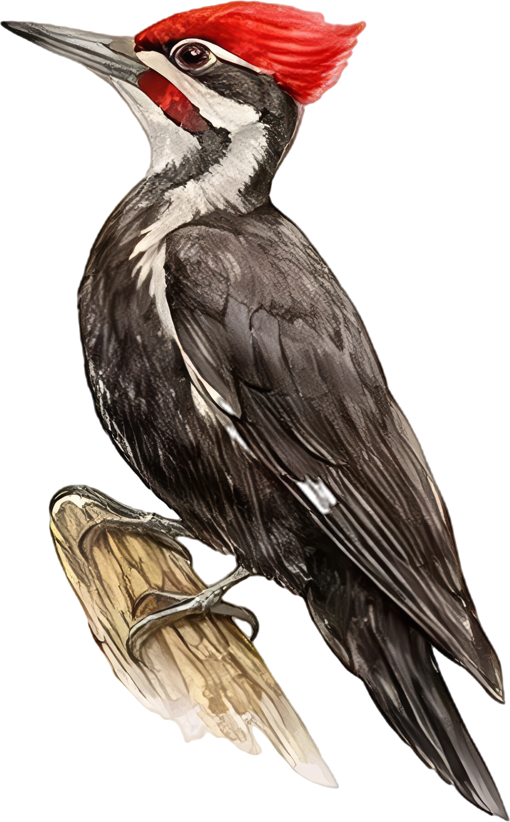 Pileated Woodpecker - Animals DTF Transfers