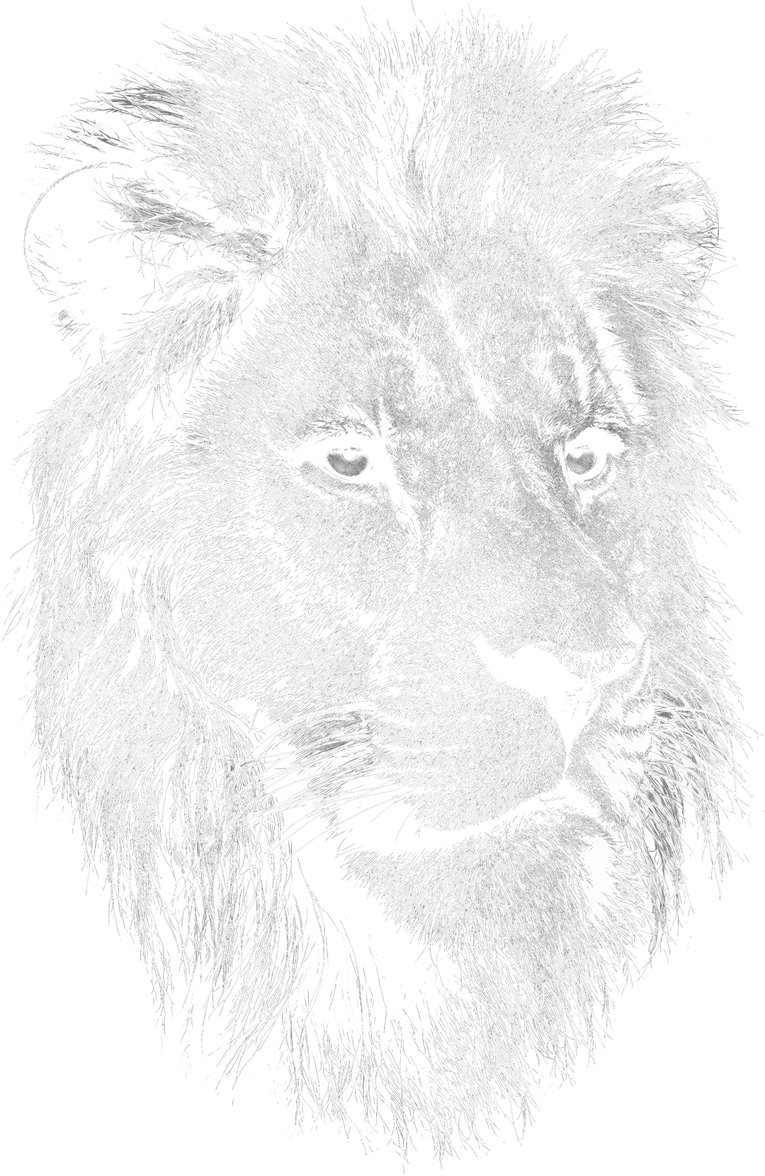 Lion B&W - Animals DTF Transfers