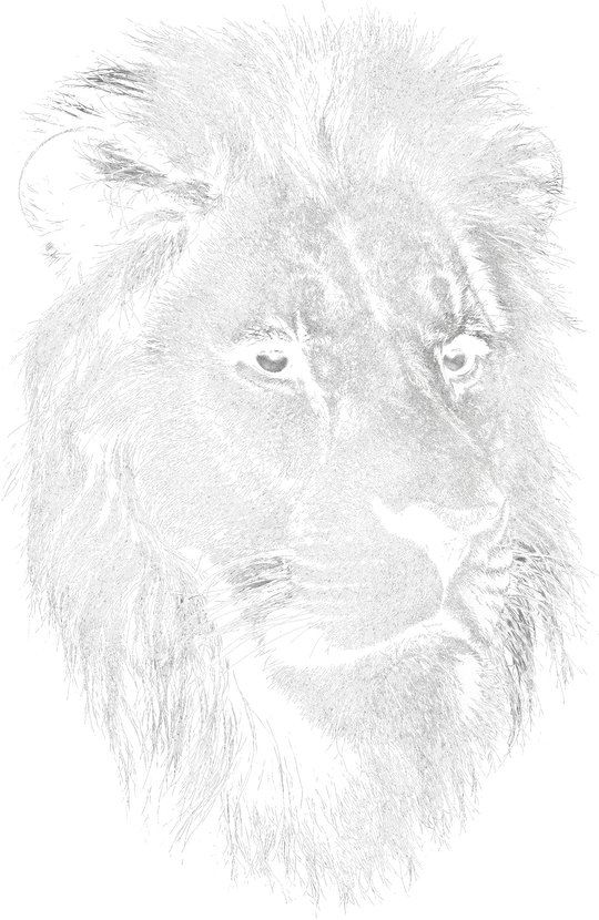 Lion B&W - Animals DTF Transfers