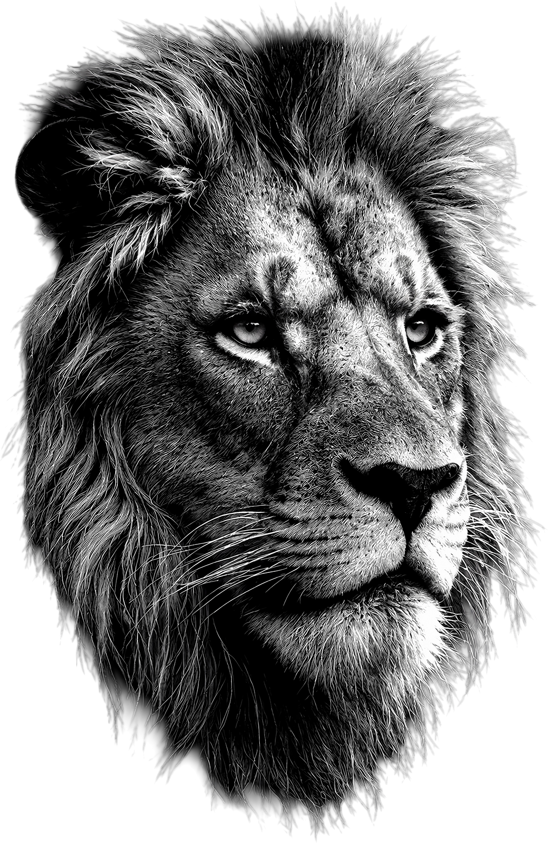 Lion B&W - Animals DTF Transfers