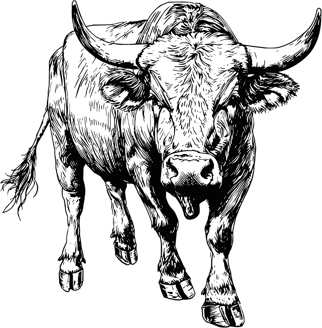 Bull B&W - Animals DTF Transfers