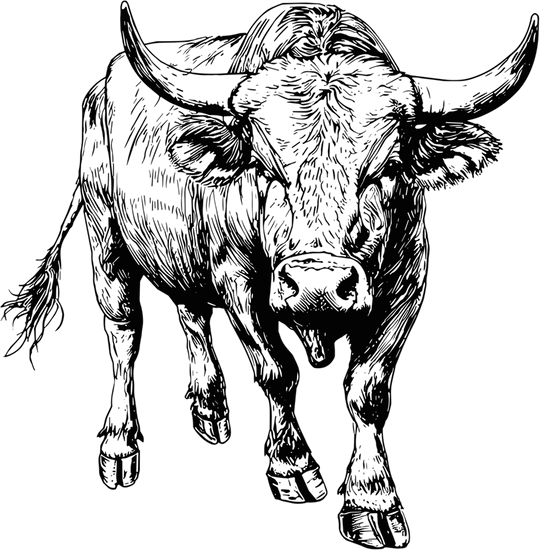 Bull B&W - Animals DTF Transfers