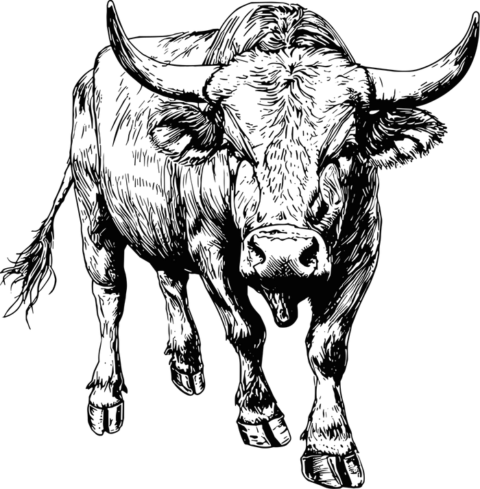 Bull B&W - Animals DTF Transfers
