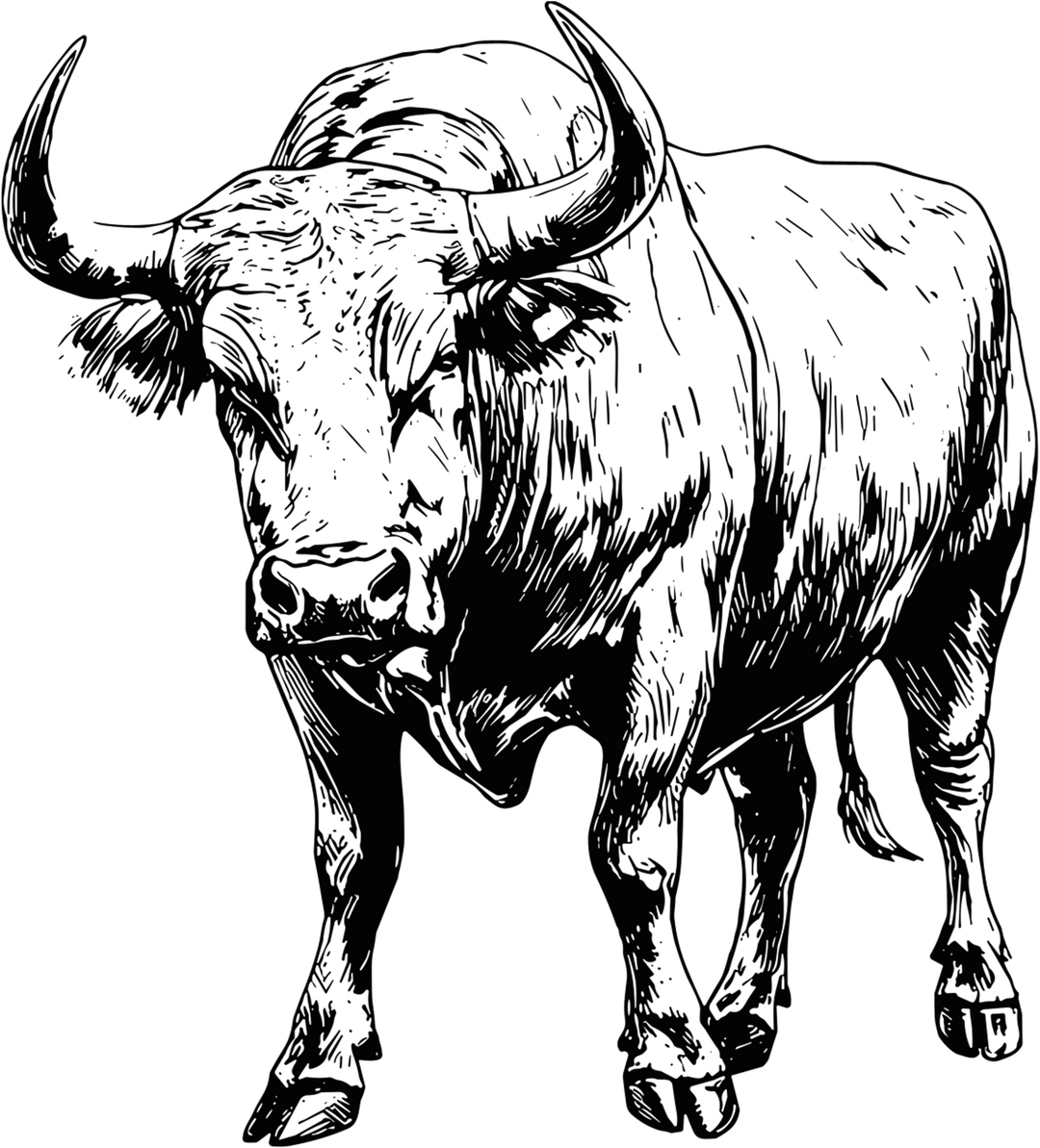 Bull Standing - Animals DTF Transfers