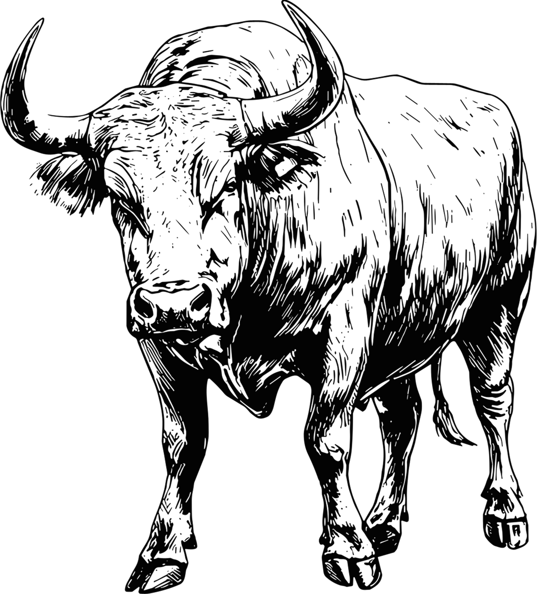 Bull Standing - Animals DTF Transfers