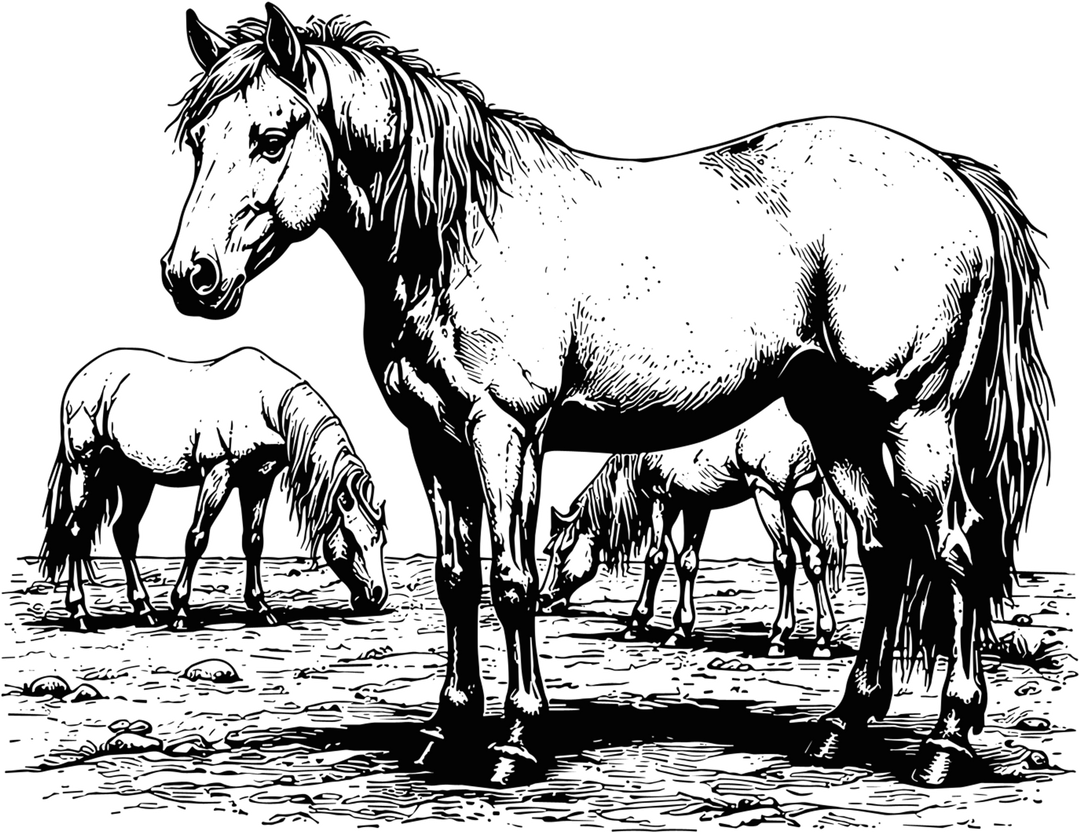 Horses Grazing - Animals DTF Transfers