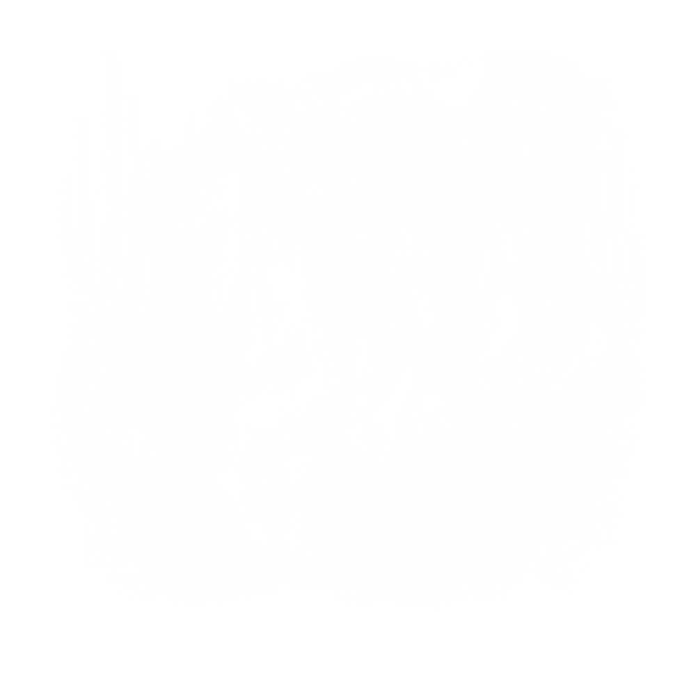 Horses In Desert - Animals DTF Transfers