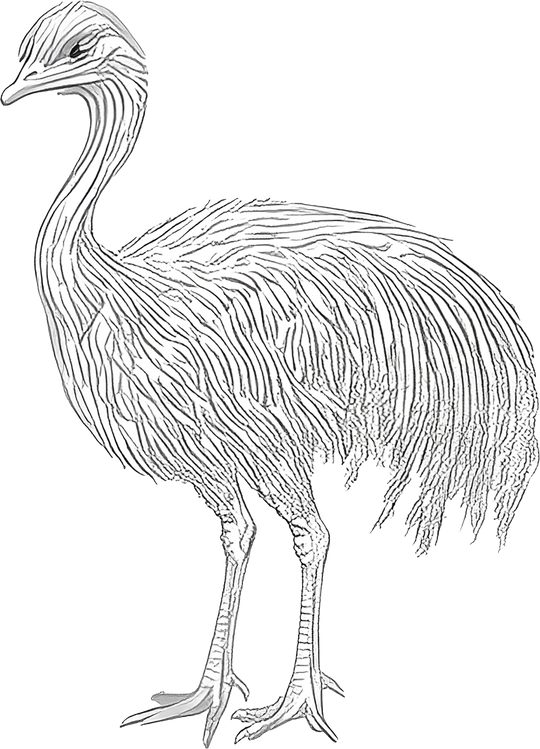 Emu B&W - Animals DTF Transfers