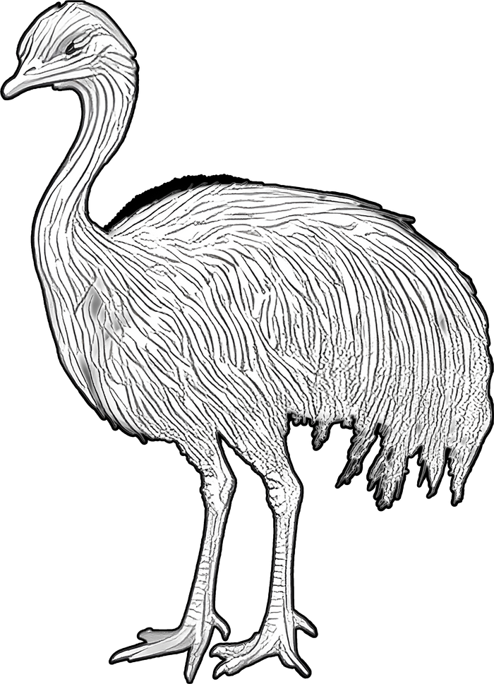 Emu B&W - Animals DTF Transfers
