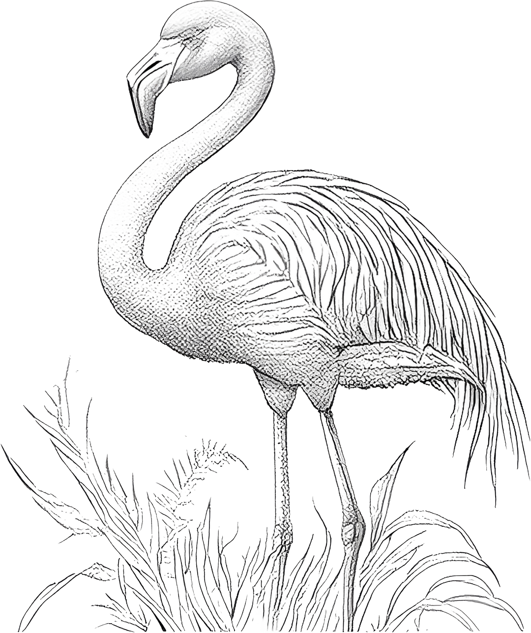 Flamingo B&W - Animals DTF Transfers