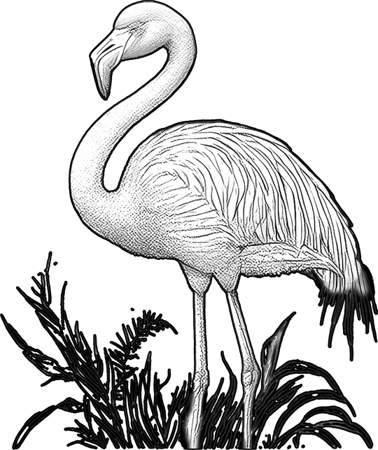 Flamingo B&W - Animals DTF Transfers