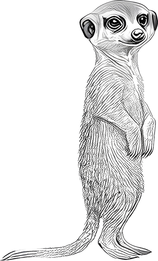 Meerkat B&W - Animals DTF Transfers