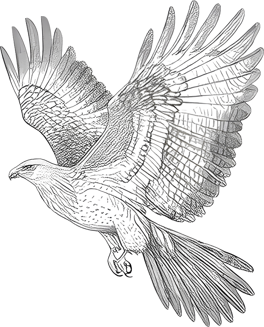 Eagle B&W - Animals DTF Transfers