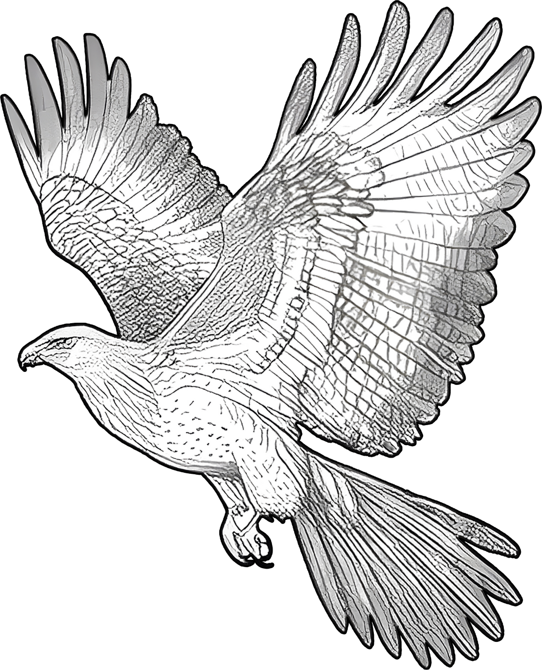 Eagle B&W - Animals DTF Transfers