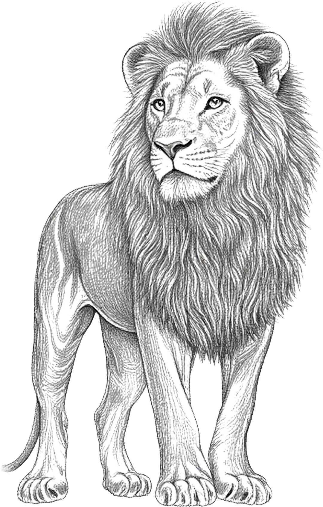 Lion B&W - Animals DTF Transfers