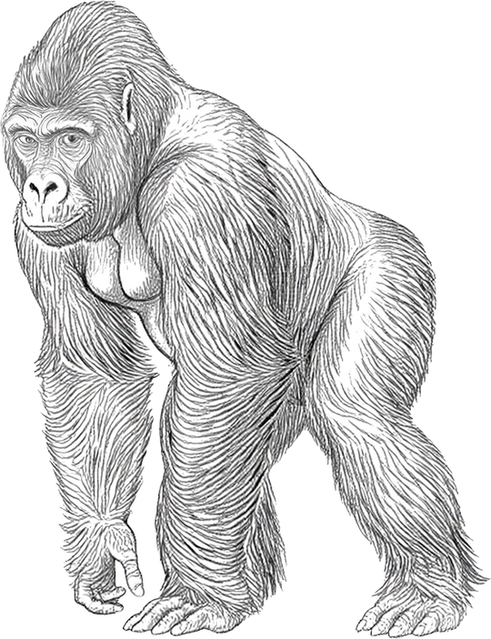 Gorilla B&W - Animals DTF Transfers