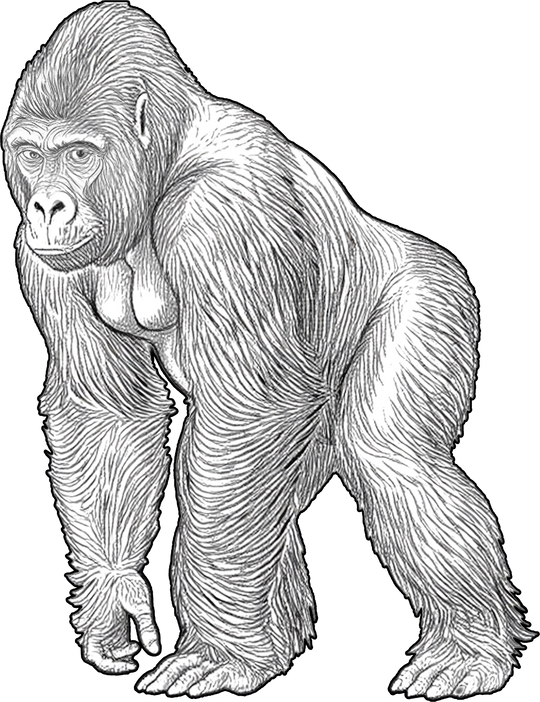 Gorilla B&W - Animals DTF Transfers