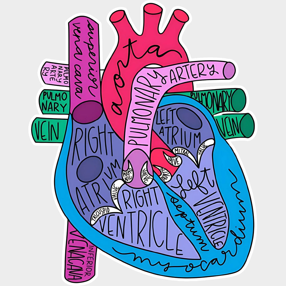 Colorful Heart Anatomy - Cardiac Nurse DTF Transfers Adult Unisex - S & M (10’’) / Light Color Design (See Imaging)